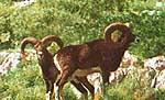 Chamois - hunting in Croatia